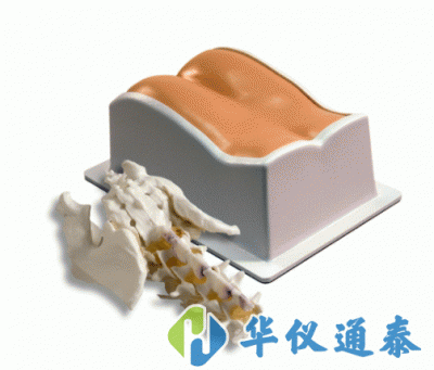 美國CIRS 034腰椎穿刺訓練模體